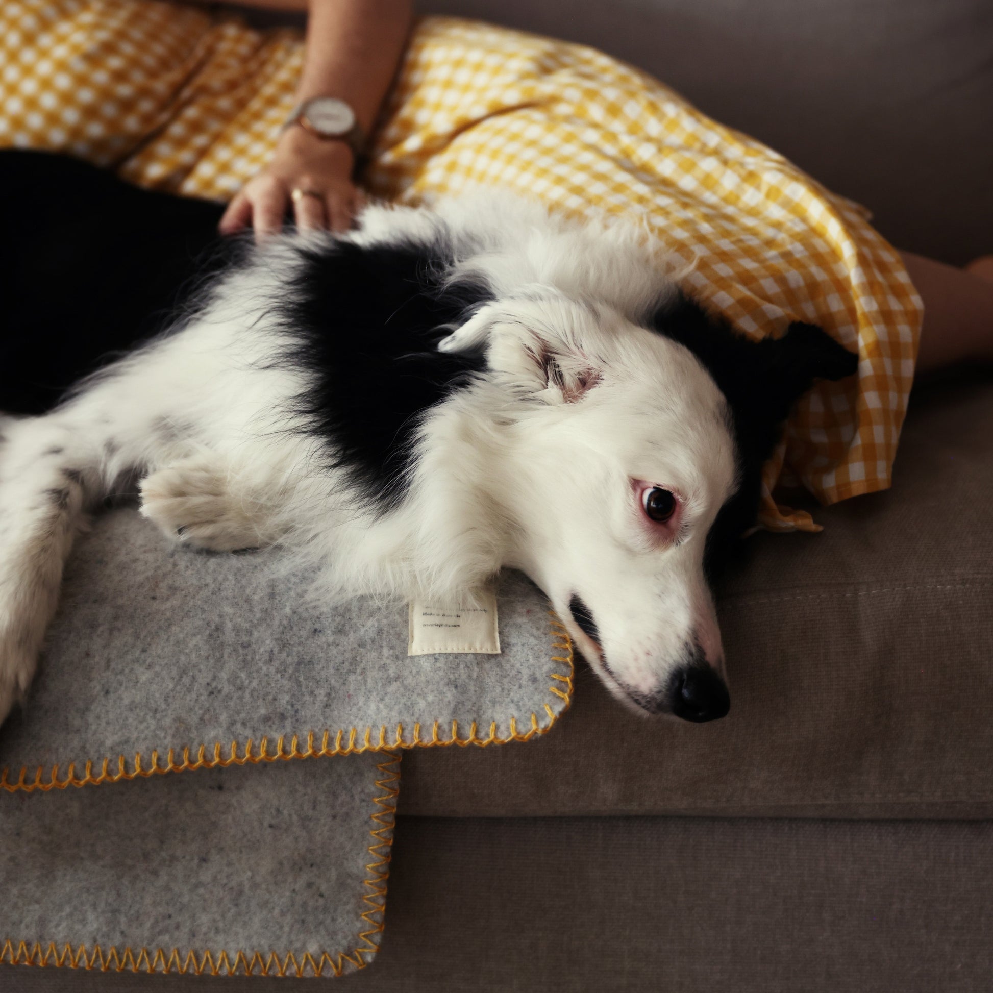 Waverley Mills Recycled Wool Pet Blanket Gold | Waverley Mills | Miss Arthur | Home Goods | Tasmania