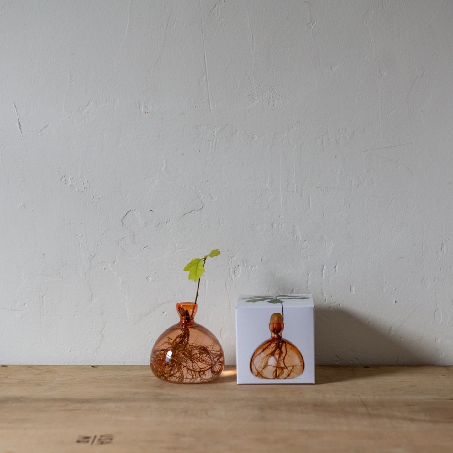 Ilex Studio Acorn Vase Sweet Apricot | Ilex Studio | Miss Arthur | Home Goods | Tasmania