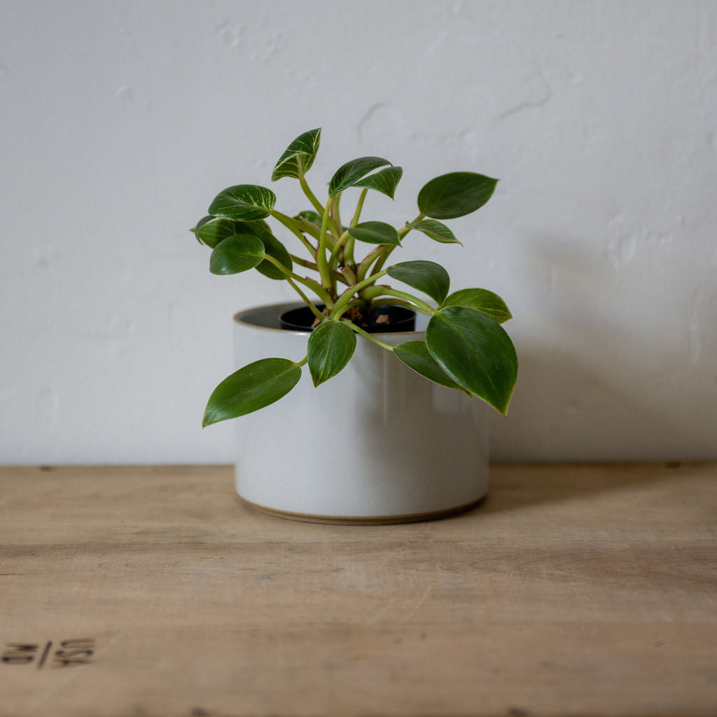 Hasami Planter 145mm Grey HPM045 | Hasami | Miss Arthur | Home Goods | Tasmania