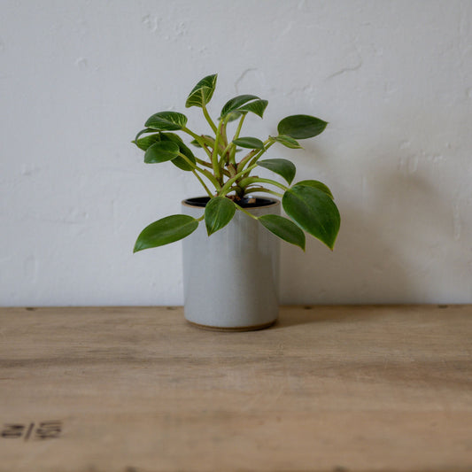 Hasami Planter 85mm Grey HPM044 | Hasami | Miss Arthur | Home Goods | Tasmania